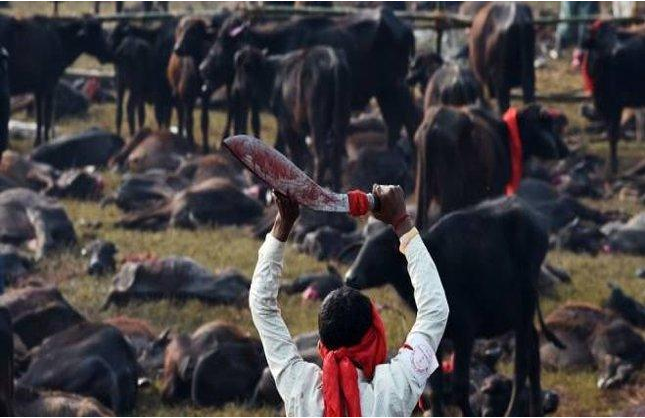 nepal cow slaughter