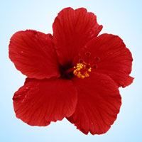 गुढ़ल (लाल फूल)
